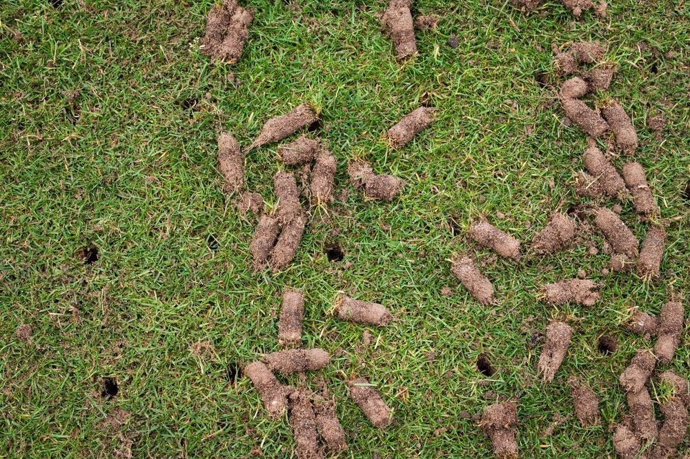 Core aerated lawn with soil plugs scattered on the grass.