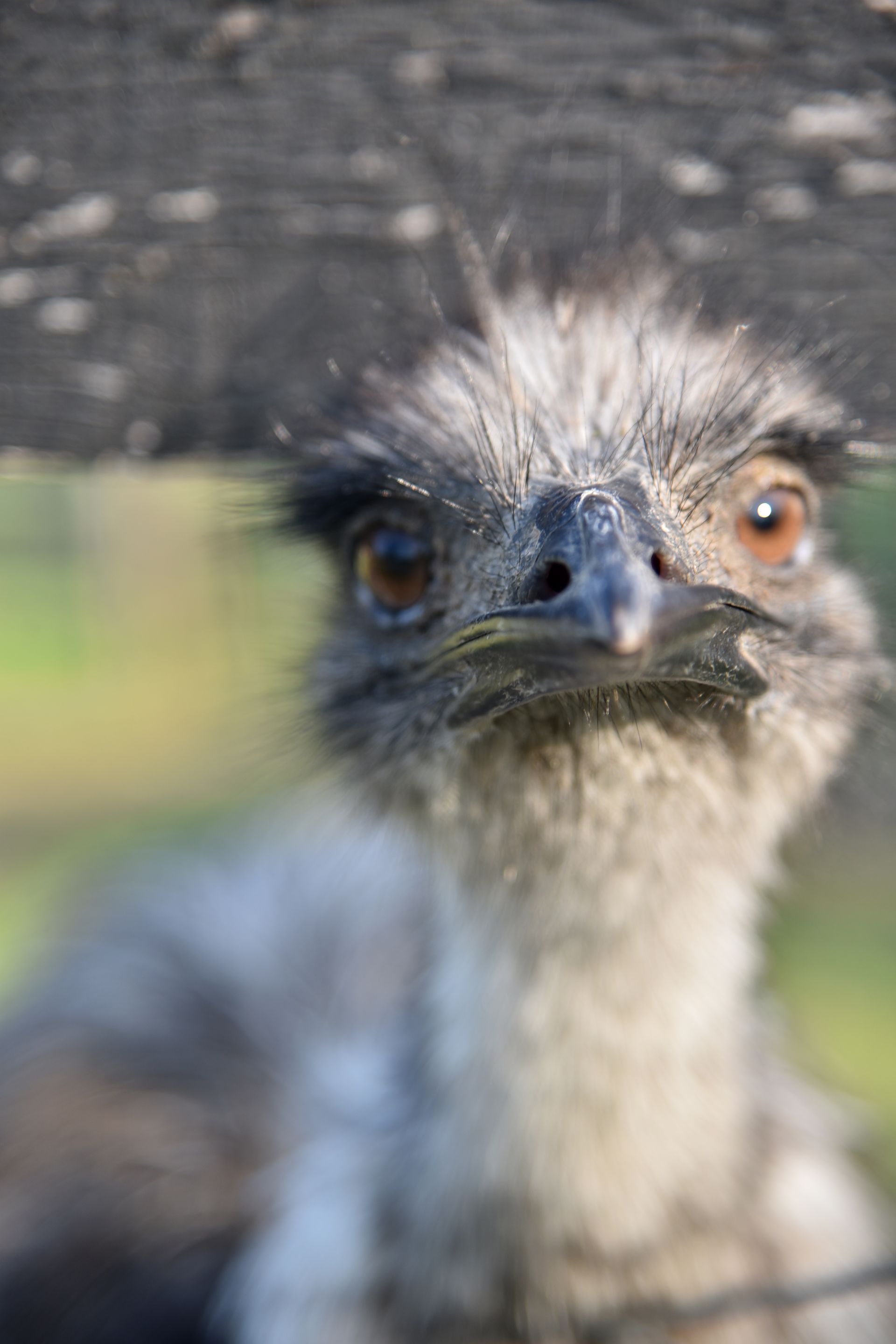 A close up of an ostrich looking through a fence.