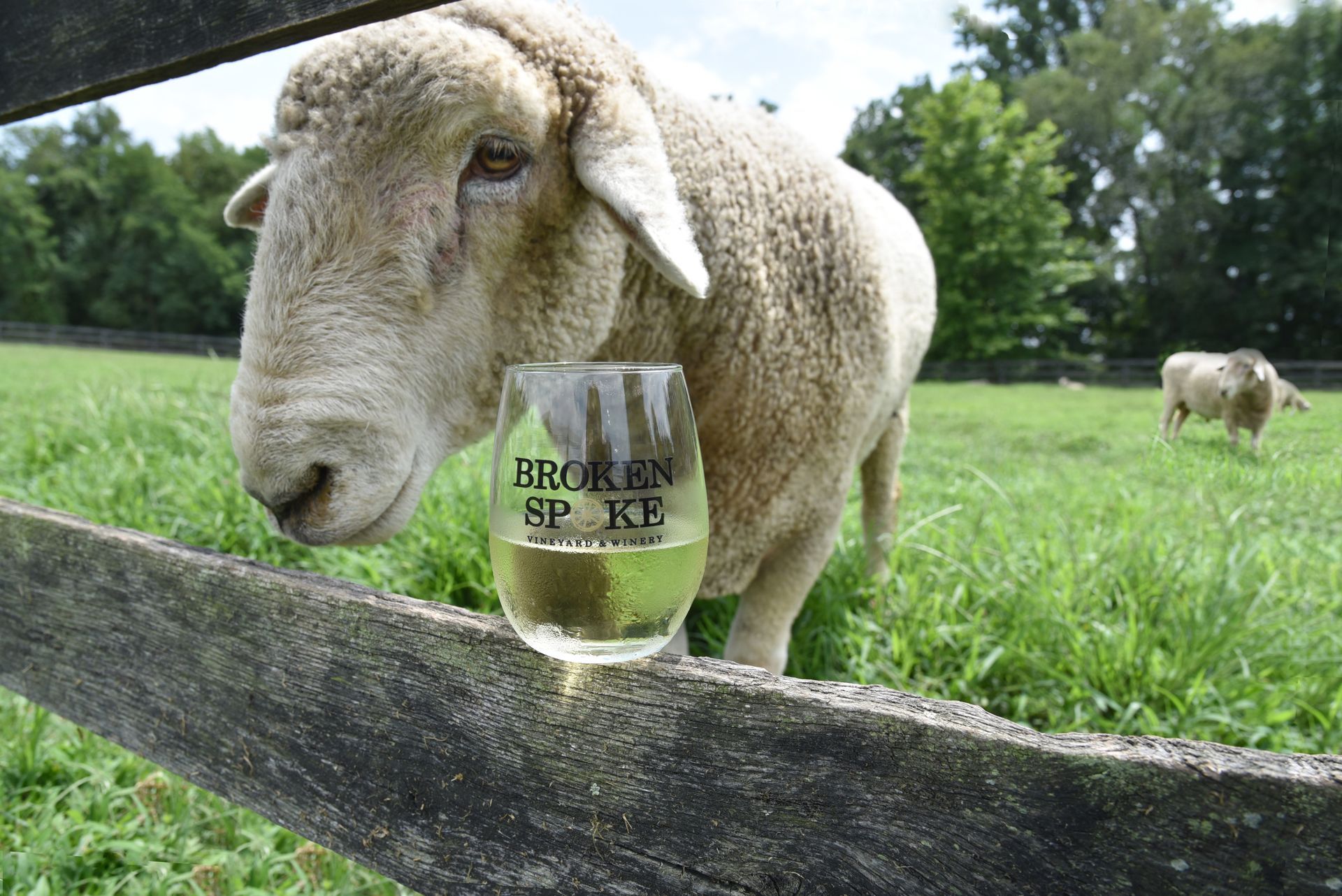A donkey is eating a carrot in a barn