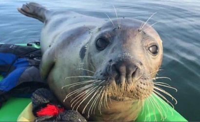 Coastal Rowing with a seal