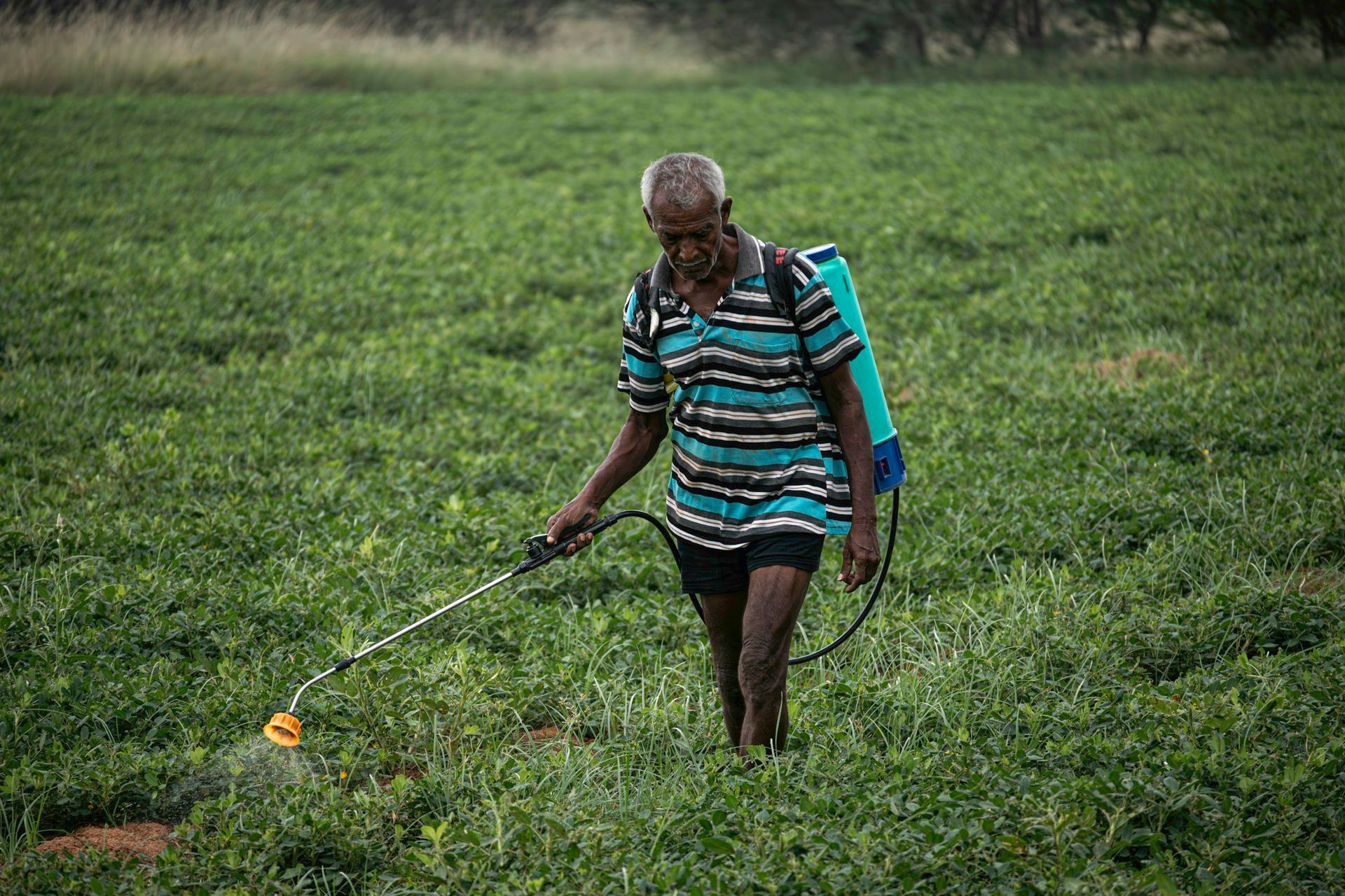 Farmer spraying crops in a green field with a blue and green sprayer.