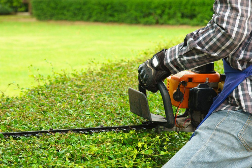 gardener using tool to trim hedges