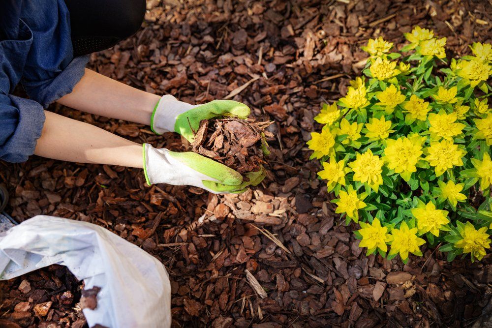 gardener in white and green gloves kneeling down and holding mulch in hands by mulch bed