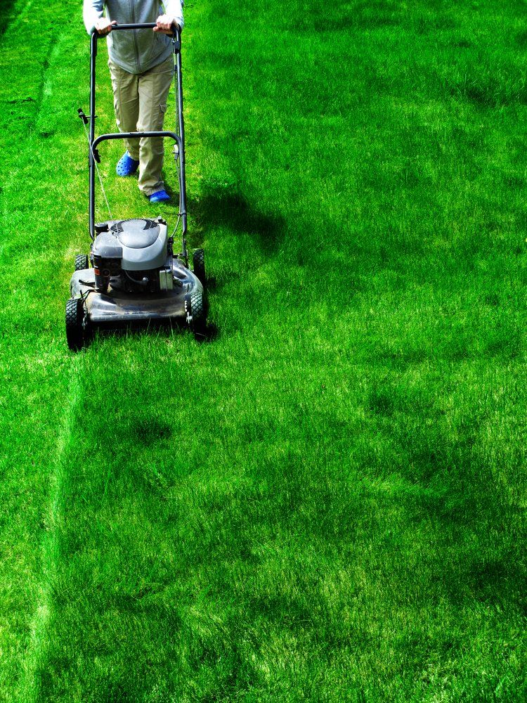 man mowing lawn with push mower; very green and plush grass