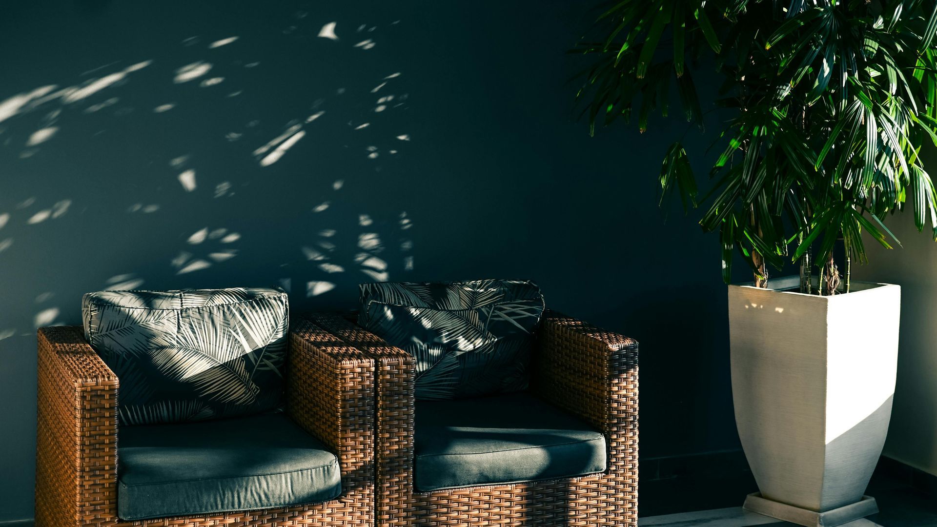 Two wicker chairs are sitting next to a potted plant.