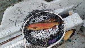 A fish is sitting in a fishing net on top of a white box.