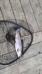 A fish is sitting in a fishing net on a wooden deck.