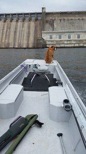 A dog is sitting on the back of a boat in the water.
