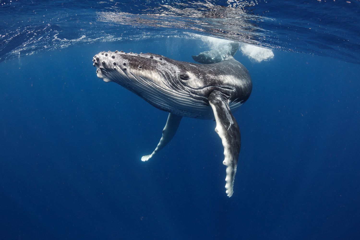 A humpback whale is swimming in the ocean