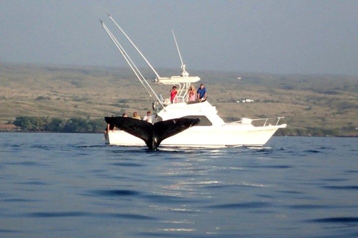 A whale is swimming near a boat in the ocean