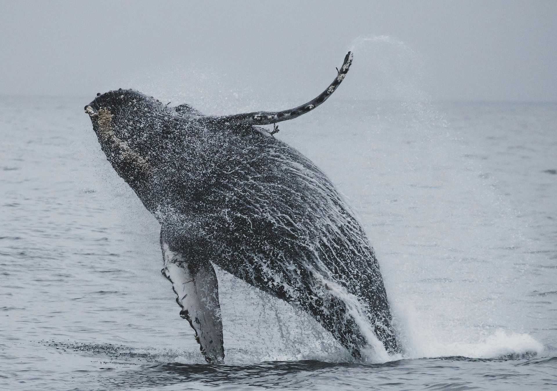 A humpback whale is jumping out of the water