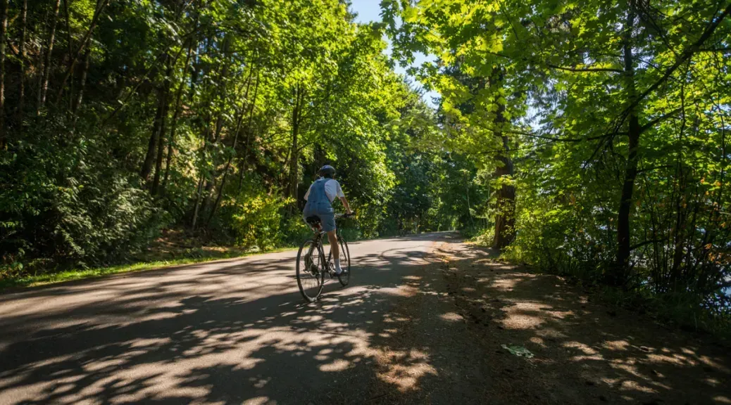 twee fietsers rijden op een bospad in Bosland, omgeven door hoge dennen en ochtendlicht