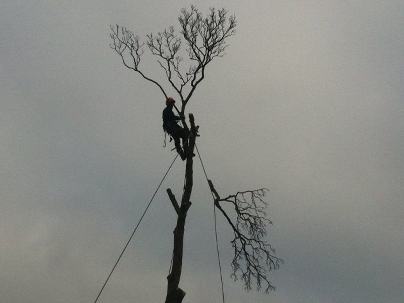 Tree felling