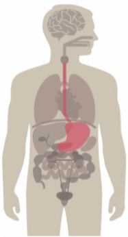 Upper GI Tract (Esophagus, Stomach And Duodenum) — Maryville, TN — Blount Gastroenterology Associates PC