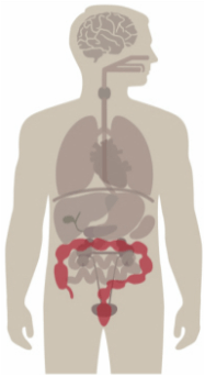Lower GI Tract (Large Intestine, Colon And Rectum) — Maryville, TN — Blount Gastroenterology Associates PC