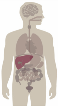 Liver And Pancreas — Maryville, TN — Blount Gastroenterology Associates PC