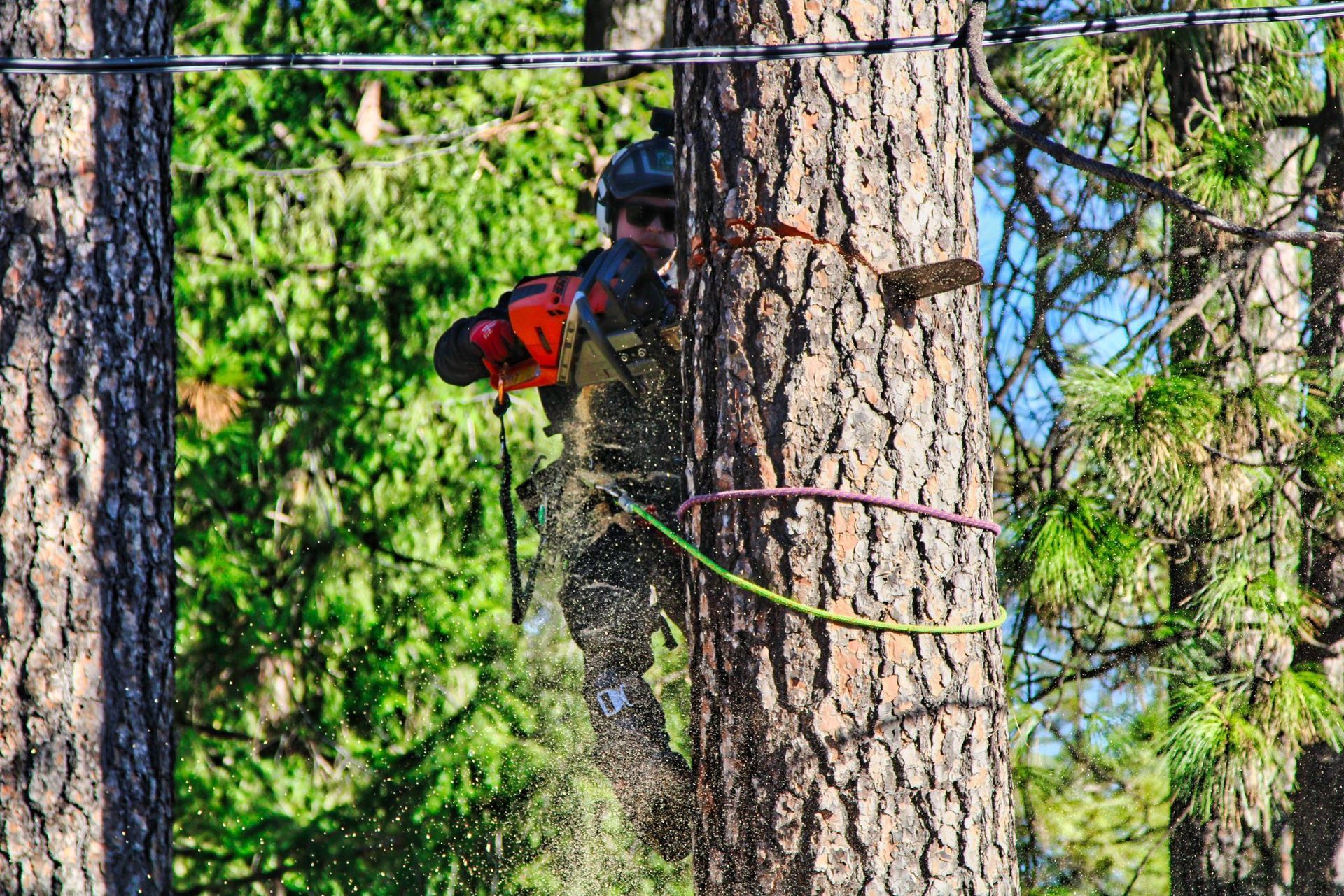 Tree Pruning Bay Point California