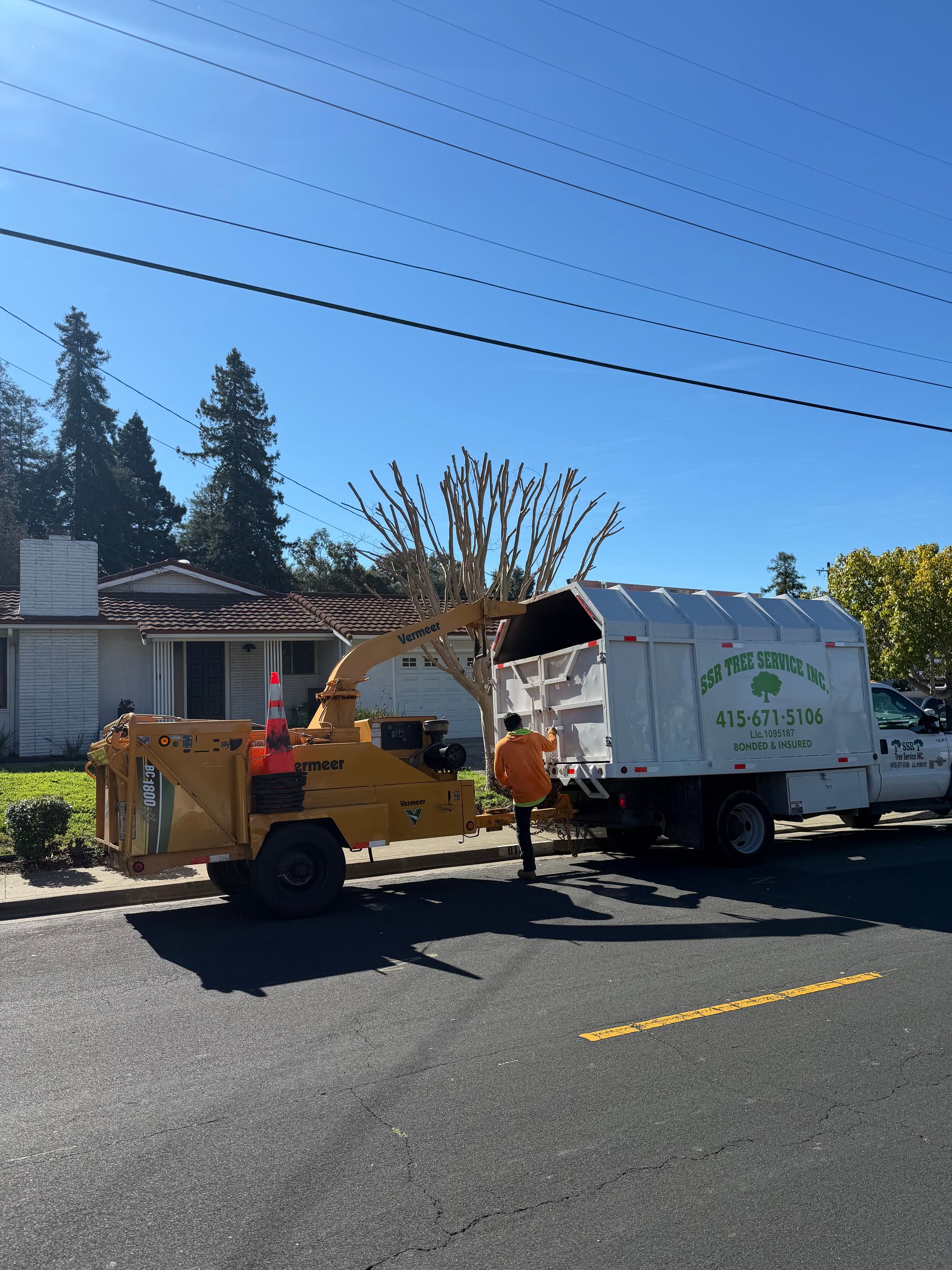 Best Tree Trimming Company In Bay Point California