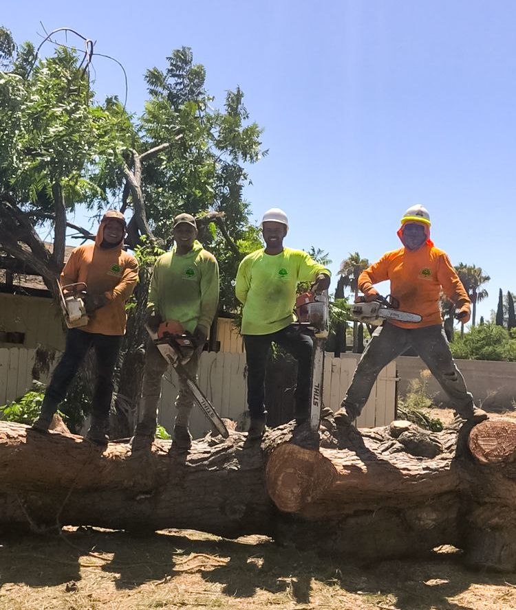 Best Tree Trimming Walnut Creek California