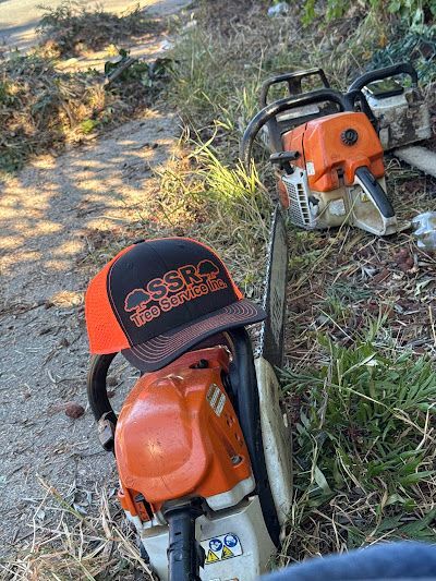 Best Tree Trimming Company In Walnut Creek