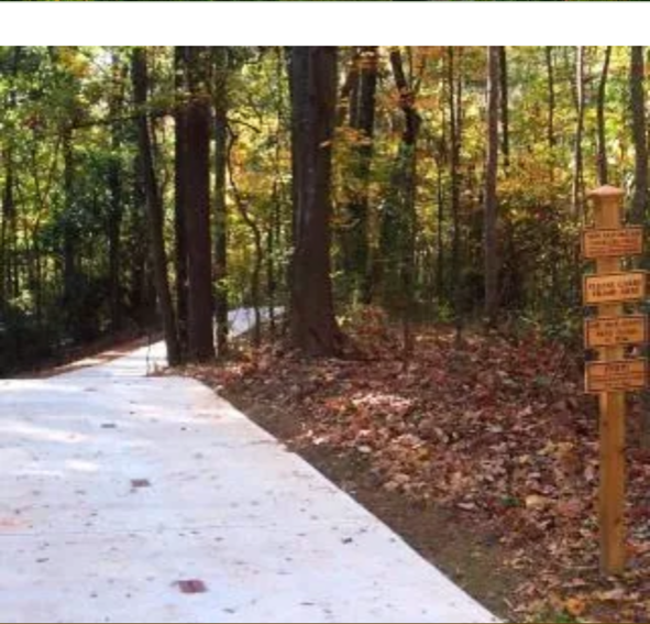 A concrete road in the middle of a forest