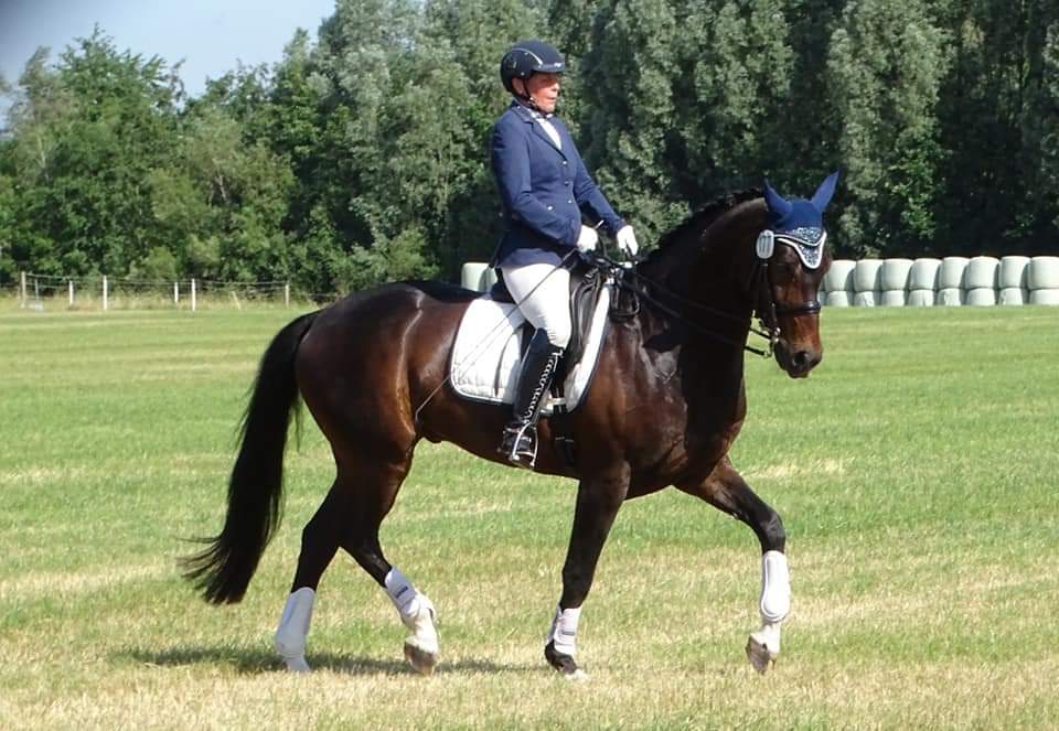 Eine Frau reitet auf einem braunen Pferd auf einem Feld