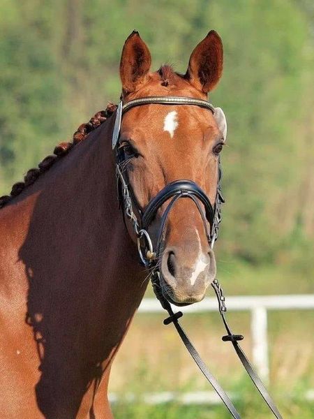 Fuchsfarbenes Pferd mit Zaumzeug, geflochtener Stirnlocke und weißer Blesse auf der Stirn, Blick nach vorn.