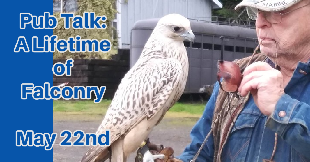 An older man, with glasses, in a denim shirt and baseball cap, is removing the leather hood from a large white gyr falcon.