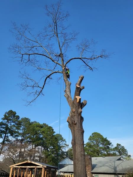 A man is cutting a tree with a chainsaw