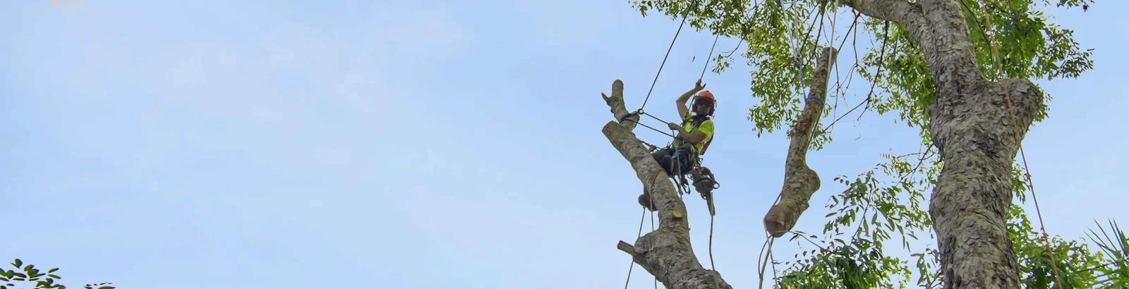 A man is climbing a tree with a chainsaw.