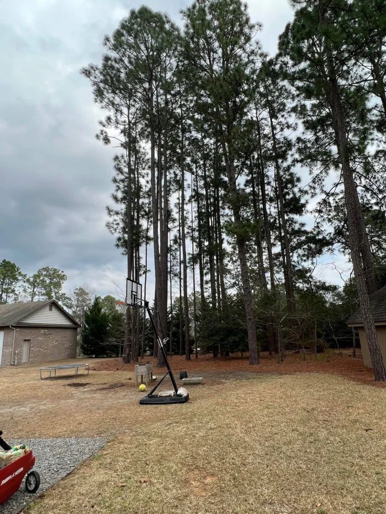 A backyard filled with lots of trees and a red wagon.