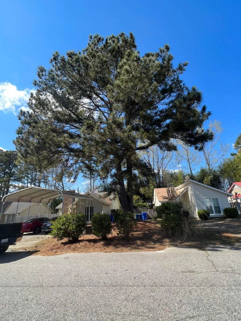 A large pine tree is in front of a house on a sunny day.