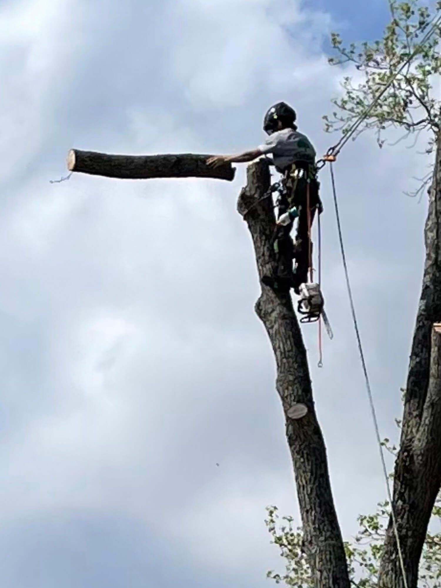 A man is cutting down a tree with a chainsaw.