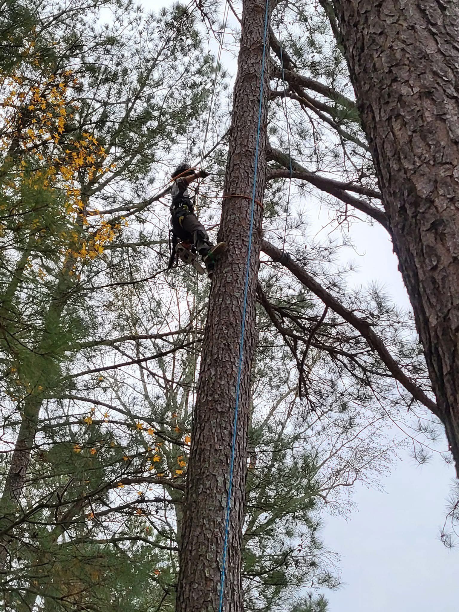 A man is climbing a tree with a rope.