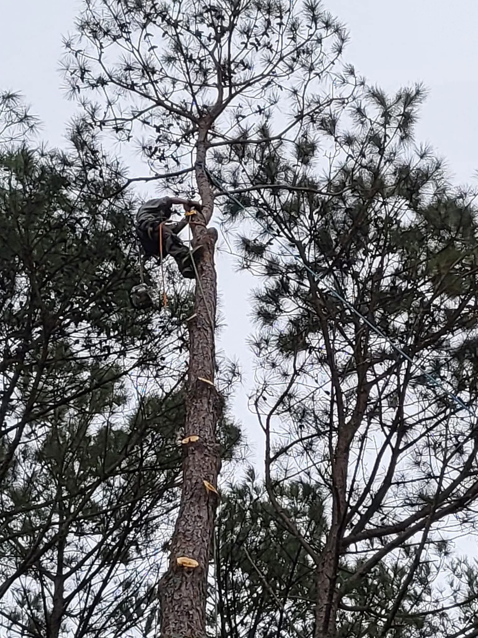 A man is climbing a tree with a chainsaw.