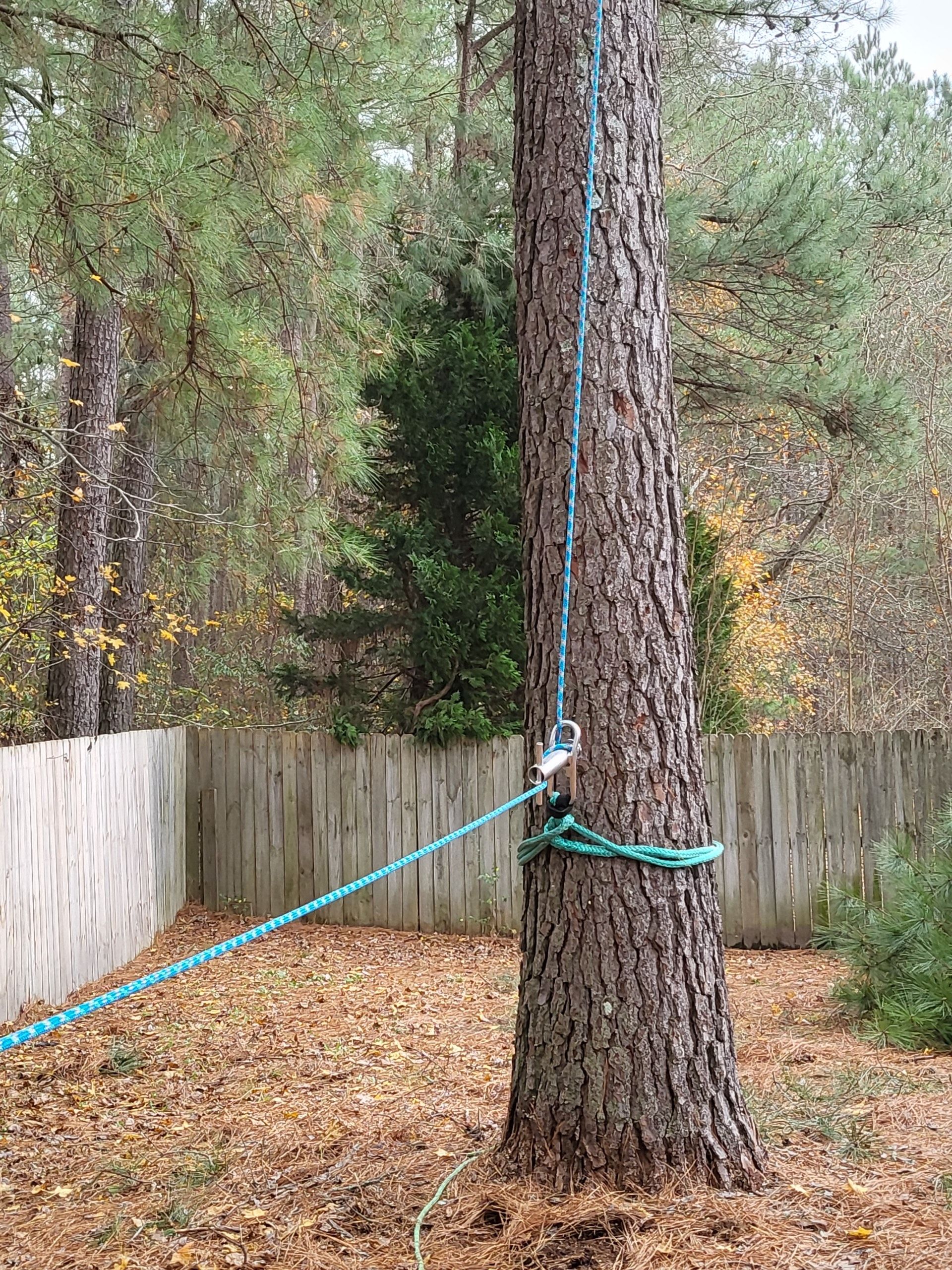 A tree with a blue rope attached to it.