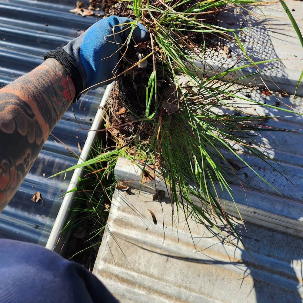 Person Wearing Blue Gloves Cleaning a Gutter Filled With Leaves and Grass — Rapid Rinse Solutions in Katunga, VIC
