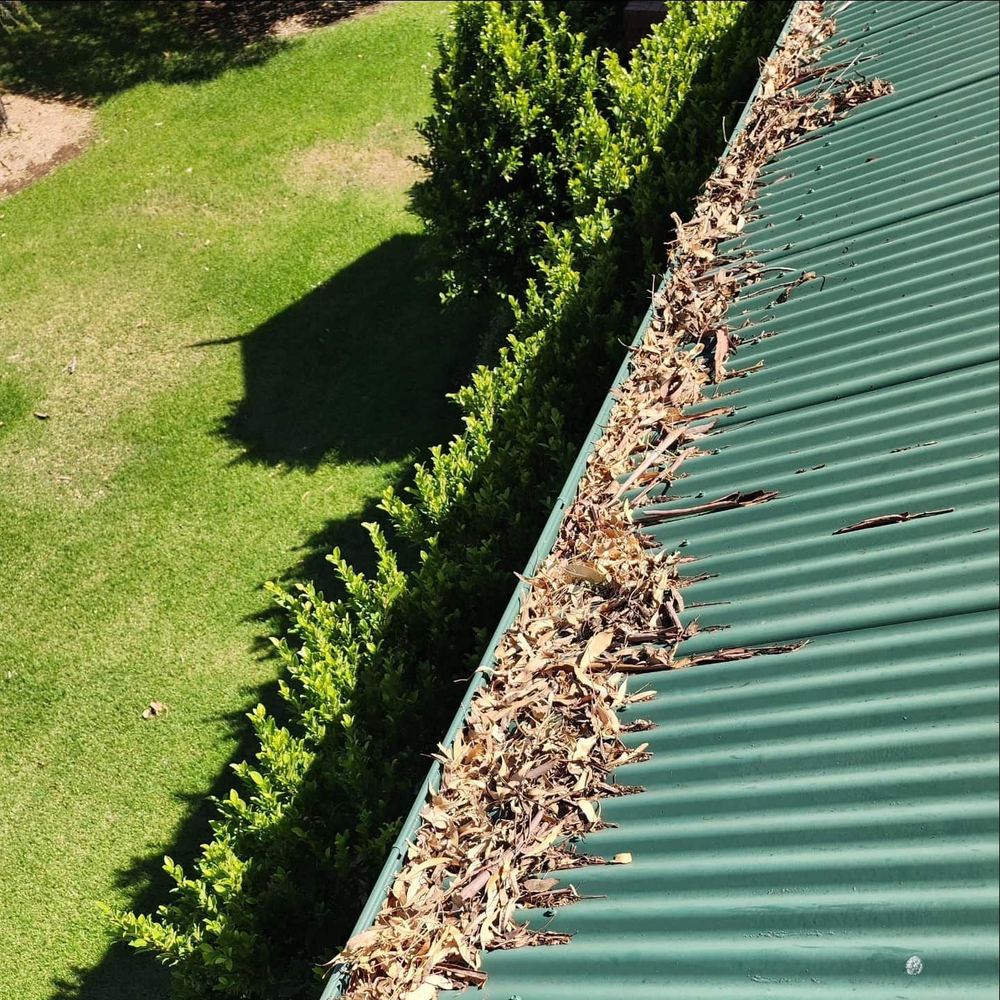 Green Roof Gutter Overflowing With Dry Leaves Next to a Green Bush — Rapid Rinse Solutions in Shepparton, VIC