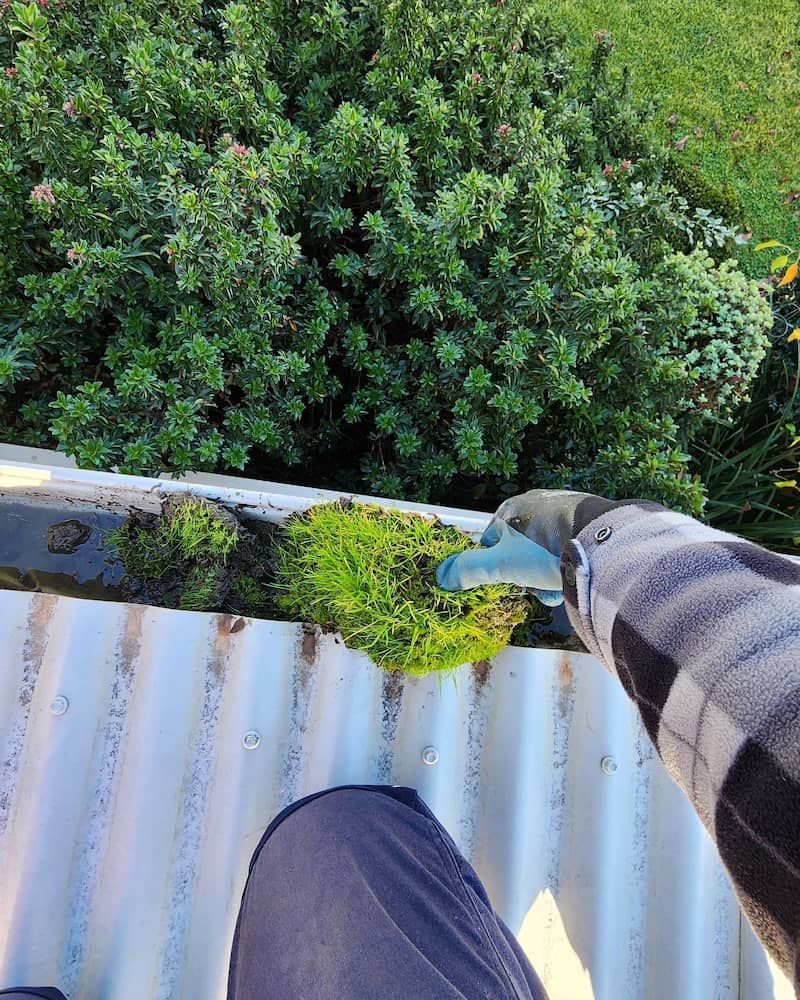Person Cleaning a Gutter Filled With Green Moss — Rapid Rinse Solutions in Cobram, VIC