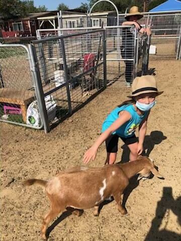 A little girl wearing a mask and a hat is standing next to a goat.