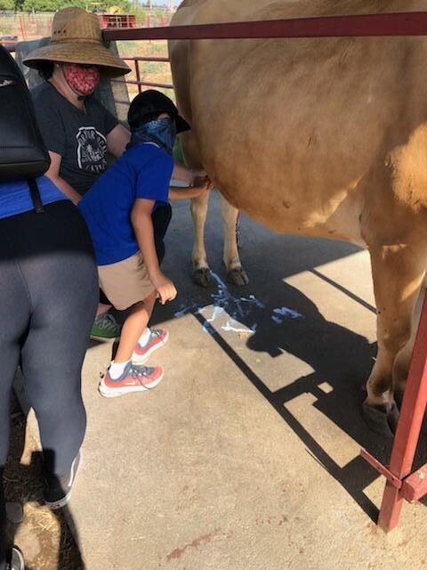 A group of people are standing around a brown cow