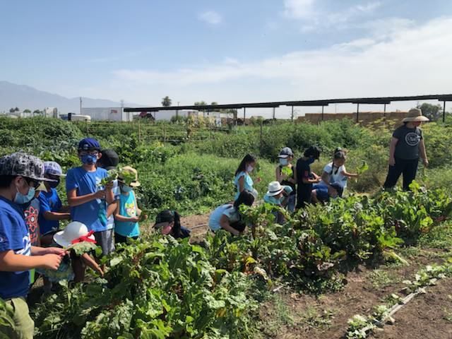 A group of children are picking vegetables in a field.