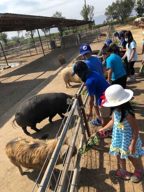A group of children feeding pigs in a pen