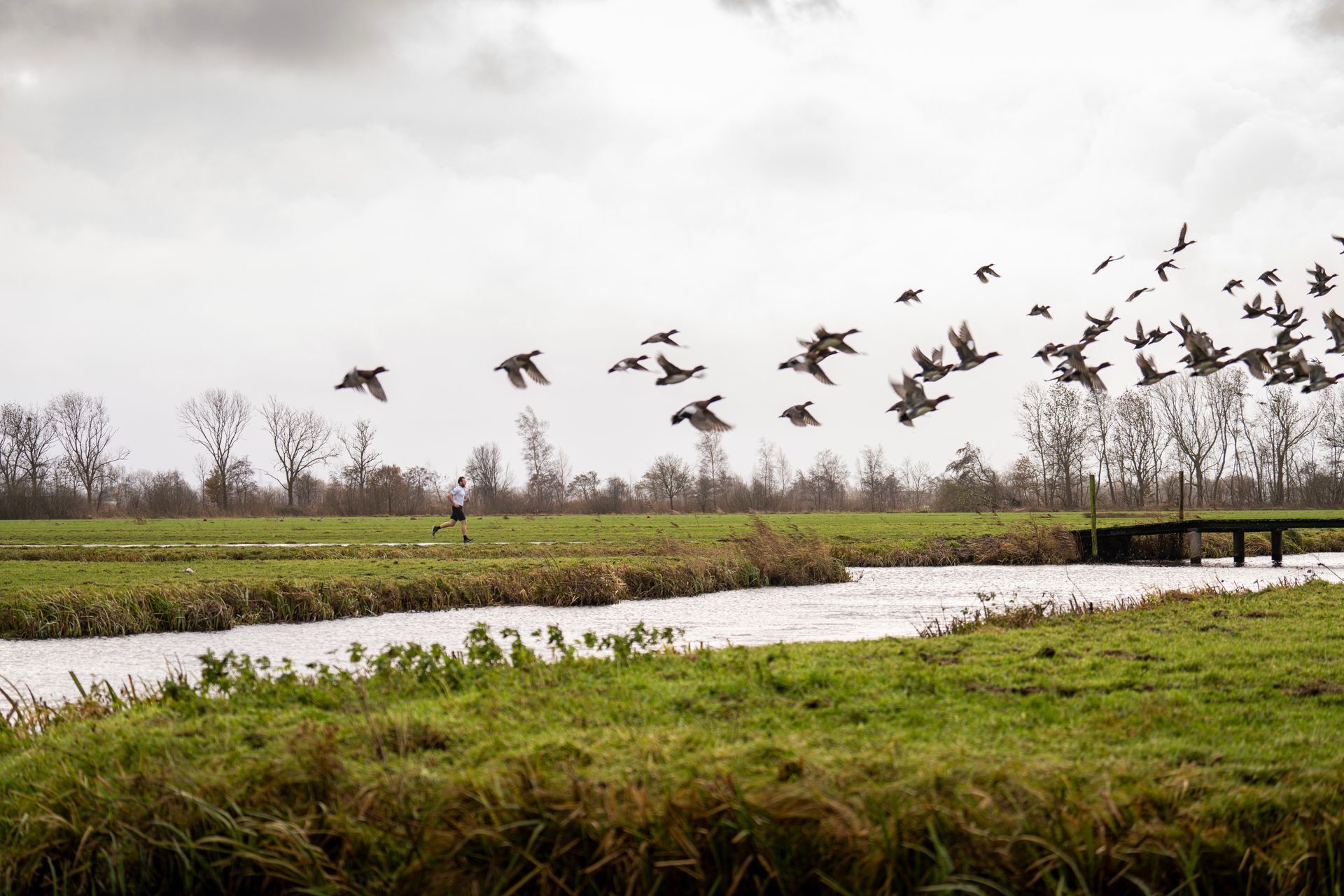 Een zwerm vogels vliegt over een rivier in een veld.