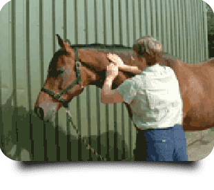 Horse receiving massage