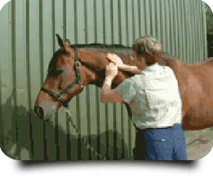 For equine sports therapy in Nottingham call 0115 9475056 Horse receiving massage