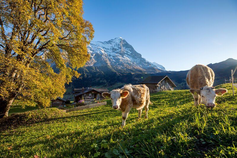 Choco Chalet Kuh im Berner Oberland - Bild: www.jungfrau.ch