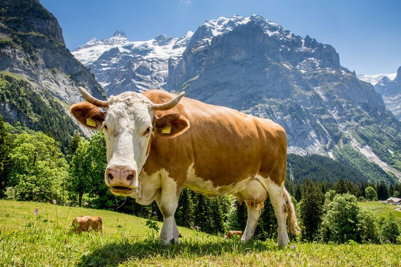 Swiss Cow - Copyright: ©Jungfrau Region Tourismus AG