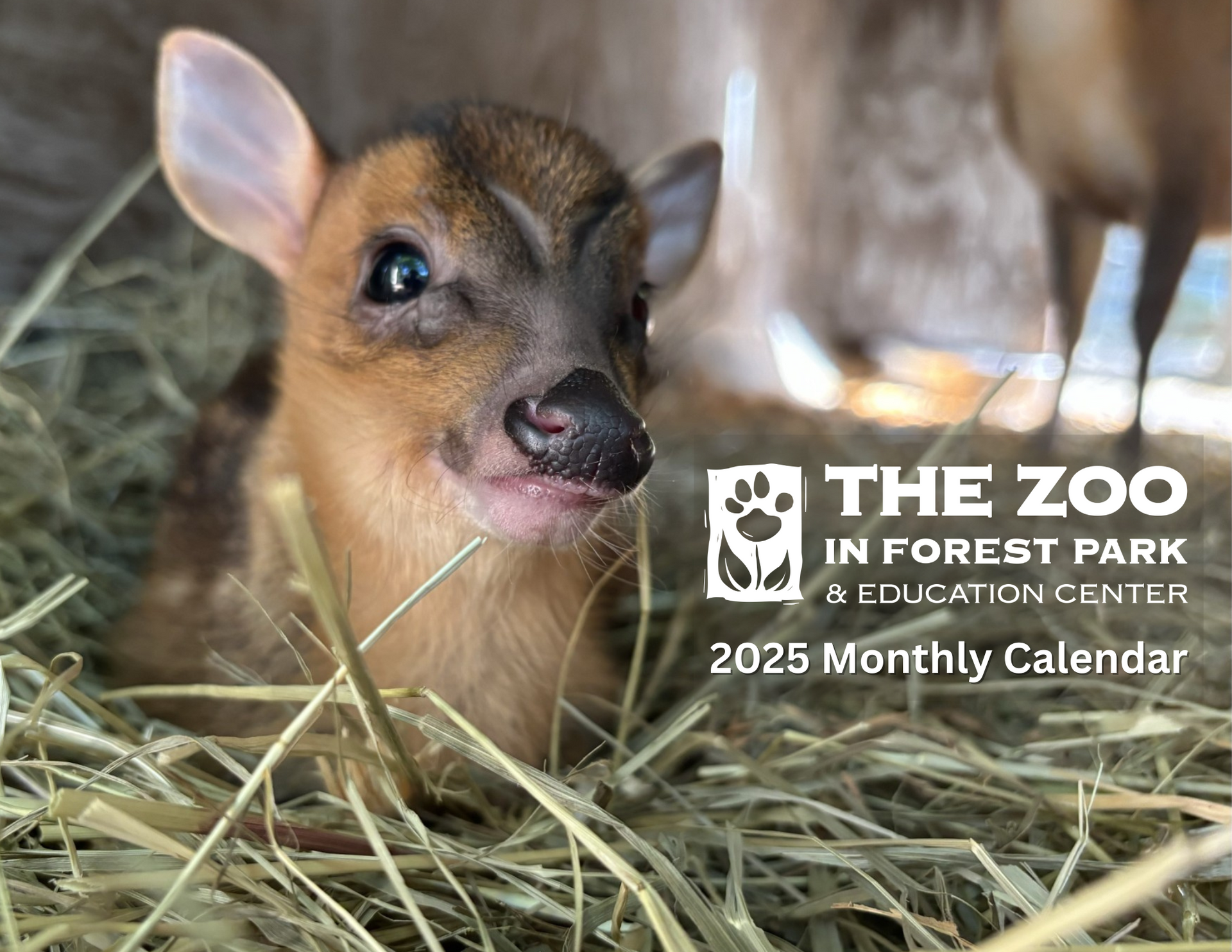 A baby muntjac deer laying in hay