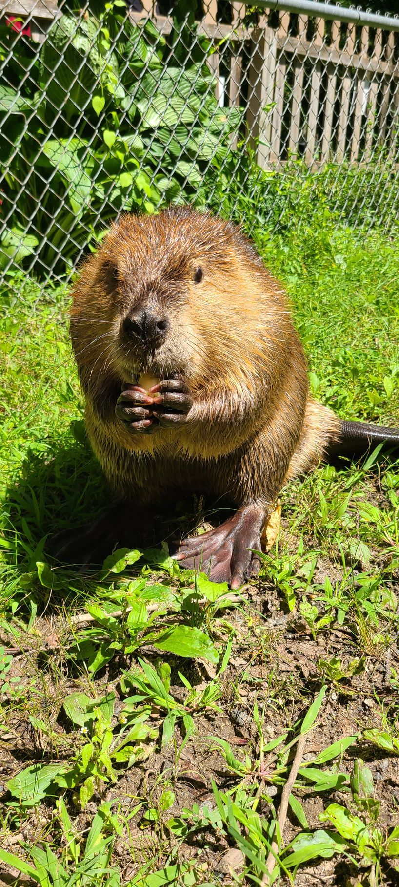 A beaver eating an apple slice